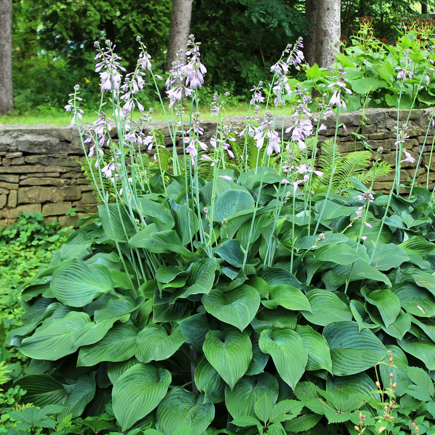 Krossa Regal Plantain Lily