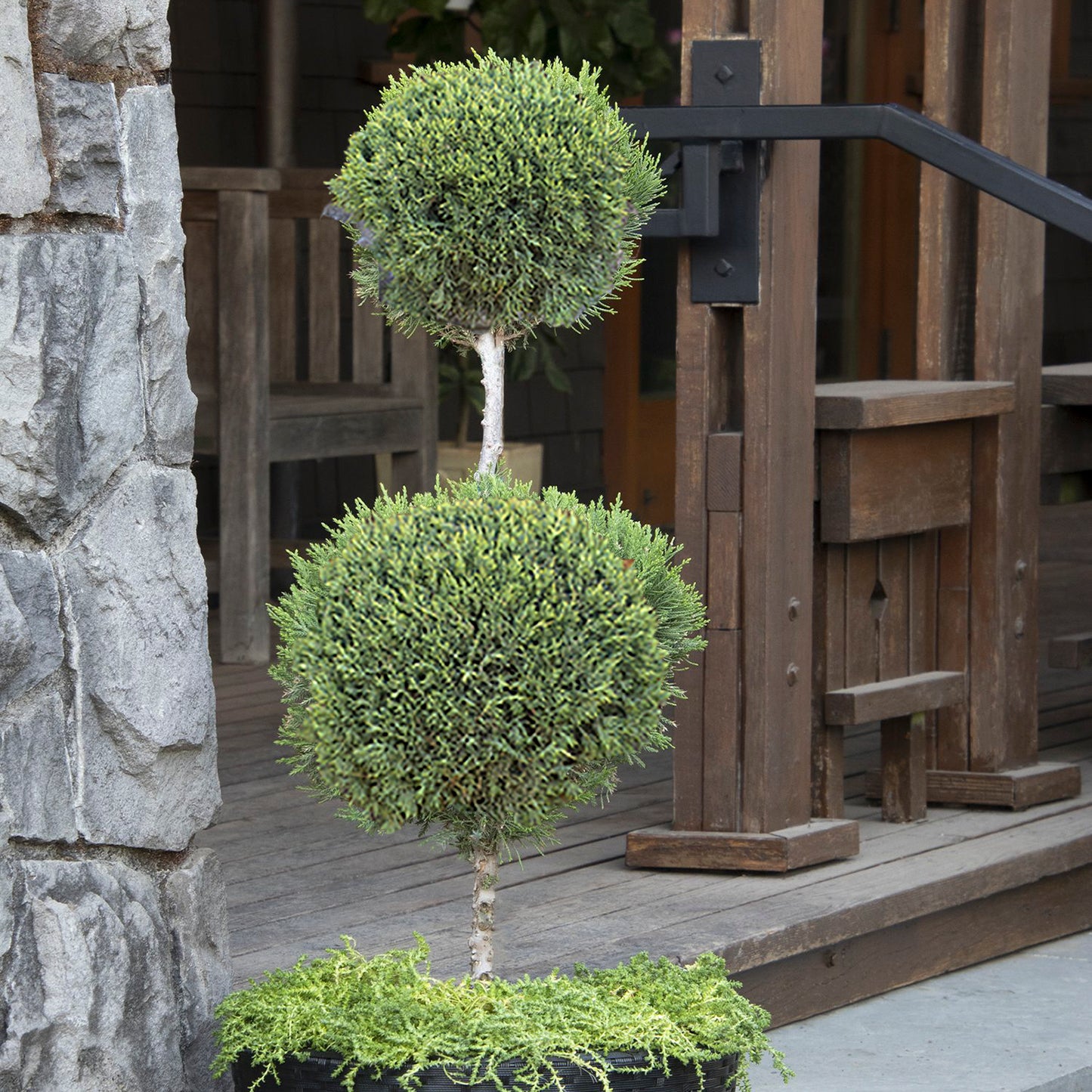Hetz's Juniper - poodle
