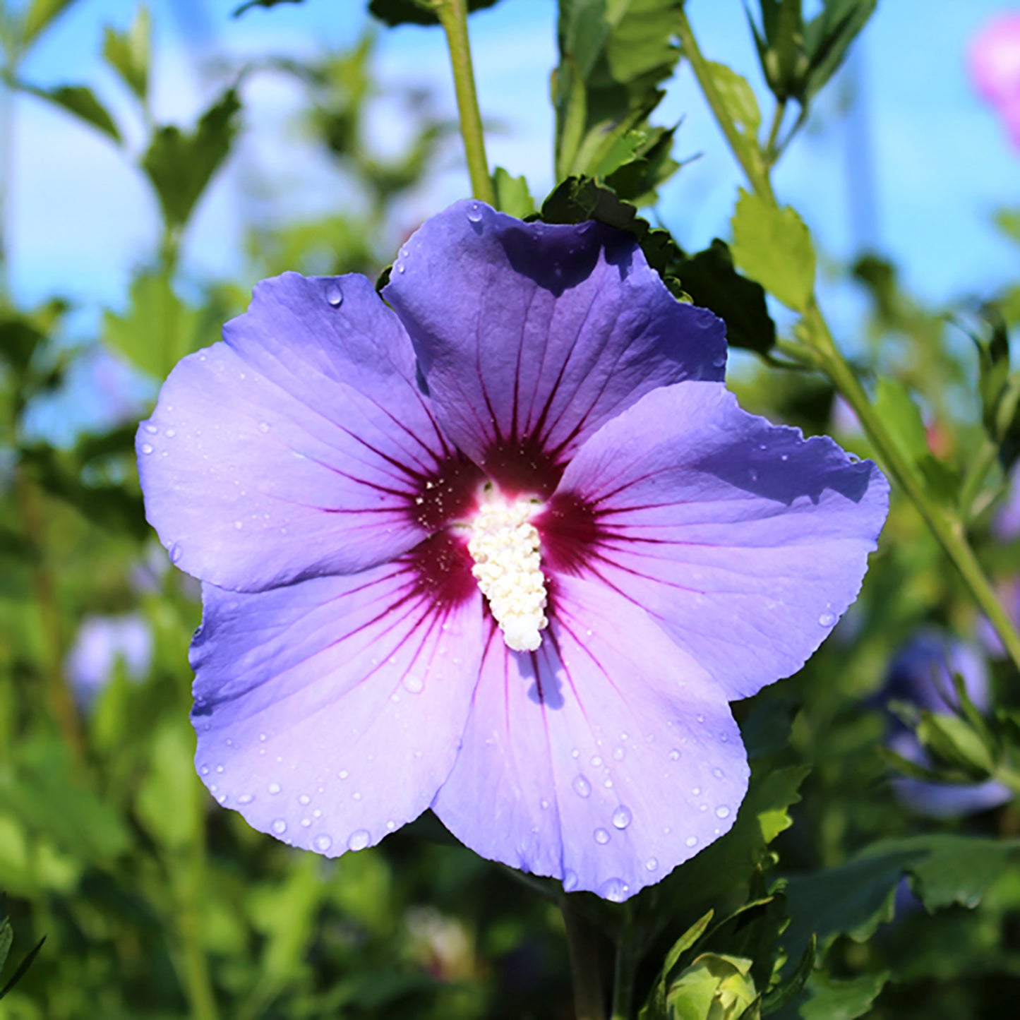 Blue Bird Rose of Sharon/Althea
