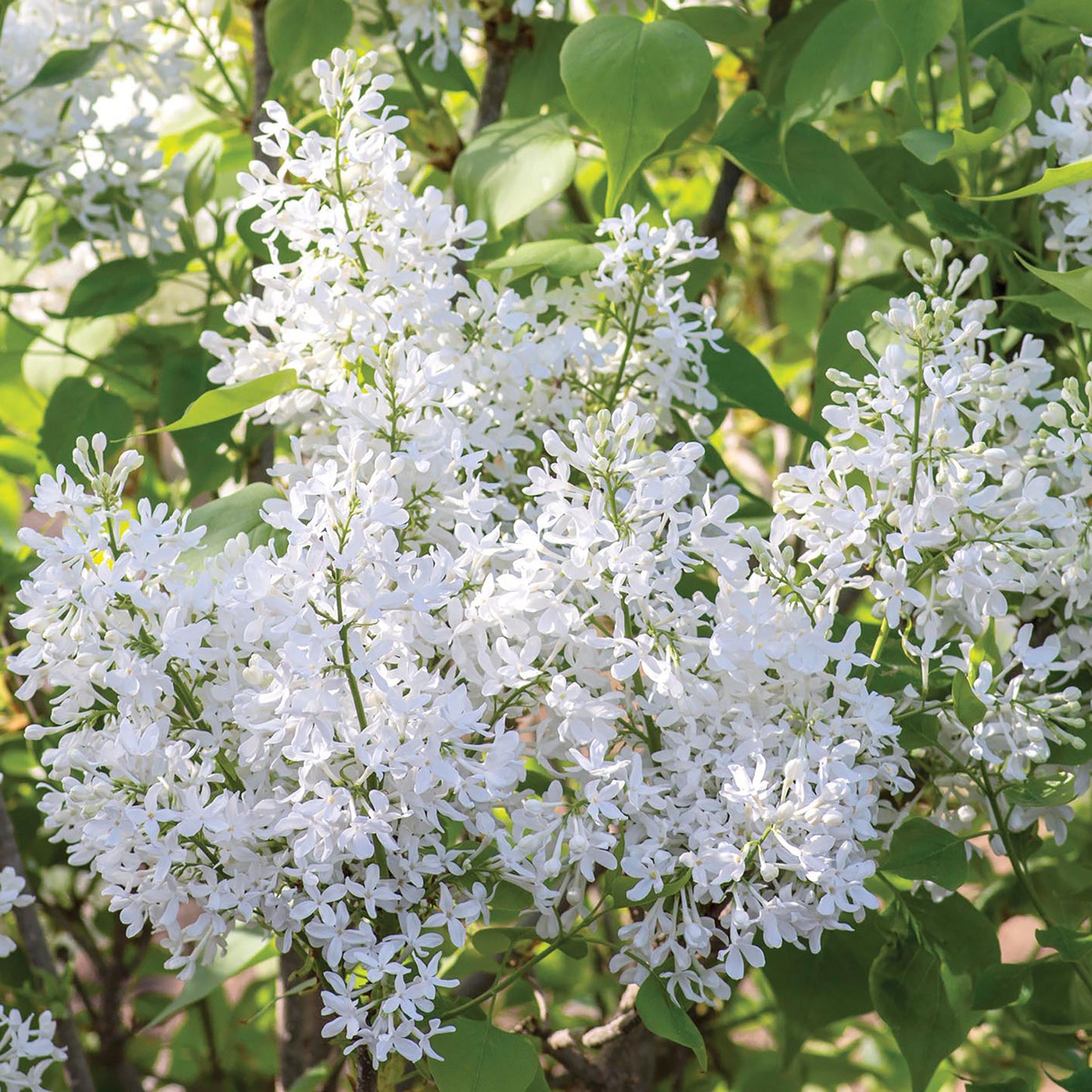 New Age White Lilac