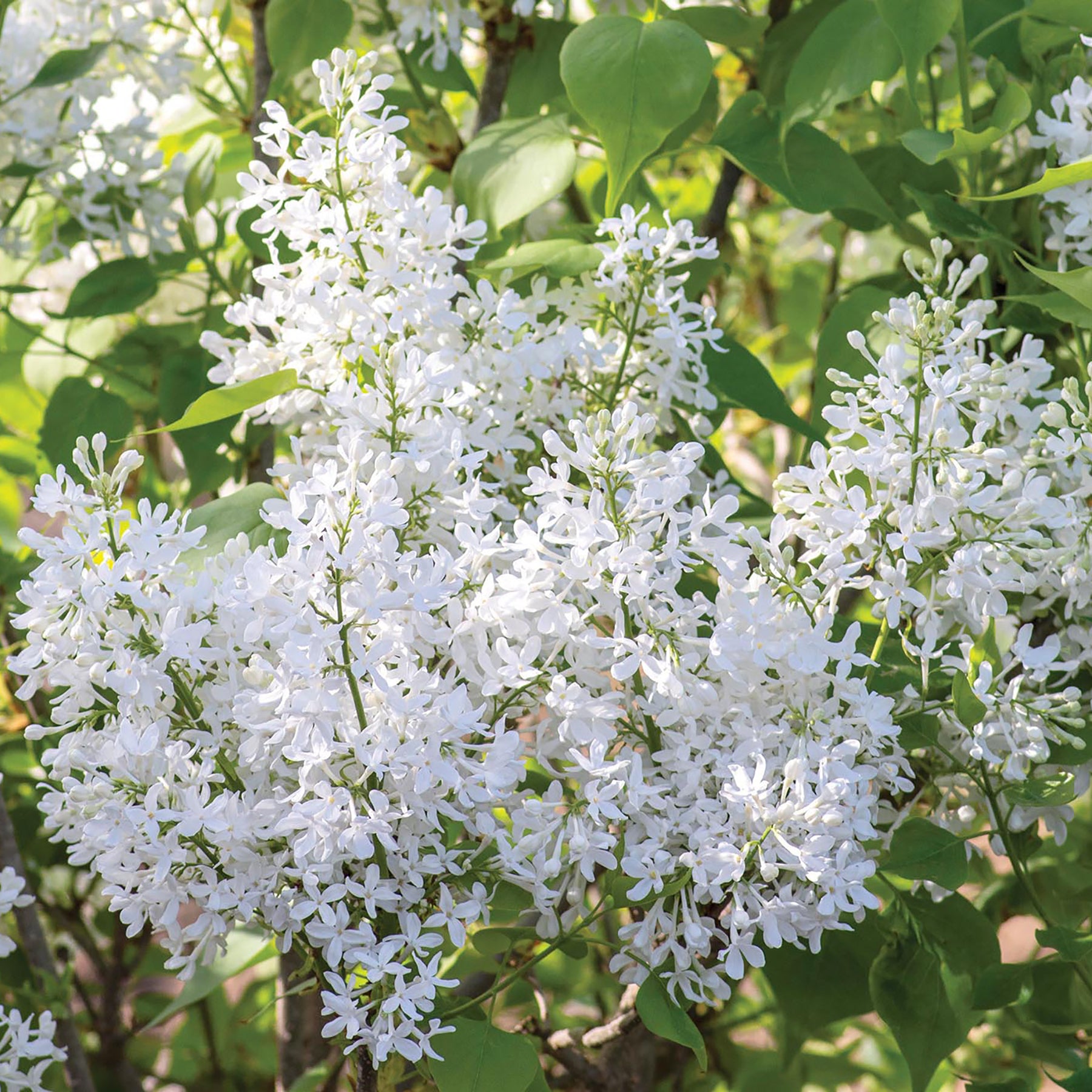New Age White Lilac