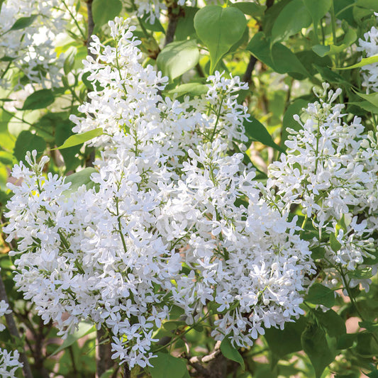 New Age White Lilac