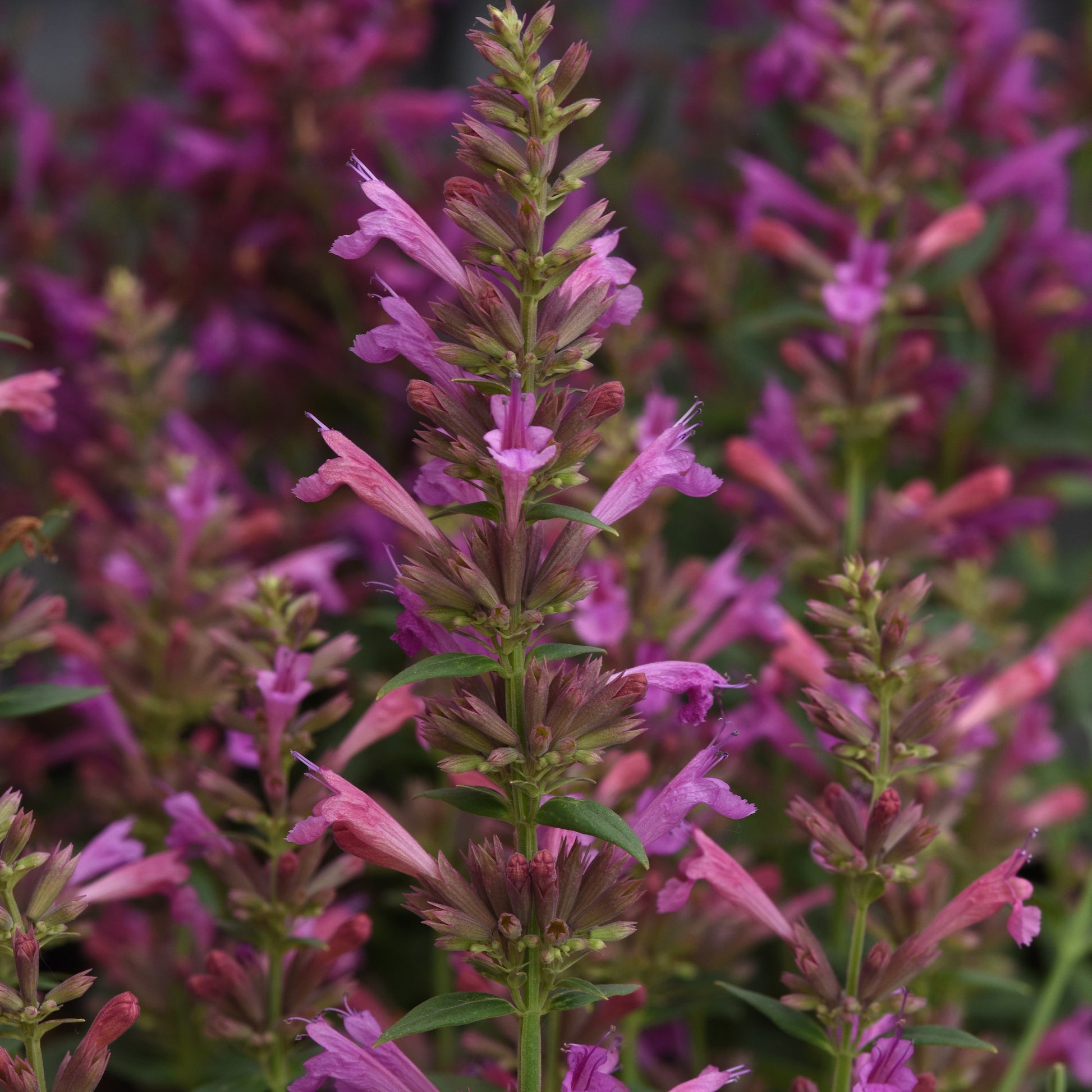 Summerlong™ Magenta Giant Mexican Hyssop