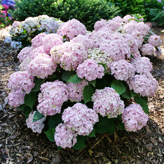 Wee Bit Innocent™ Bigleaf Hydrangea