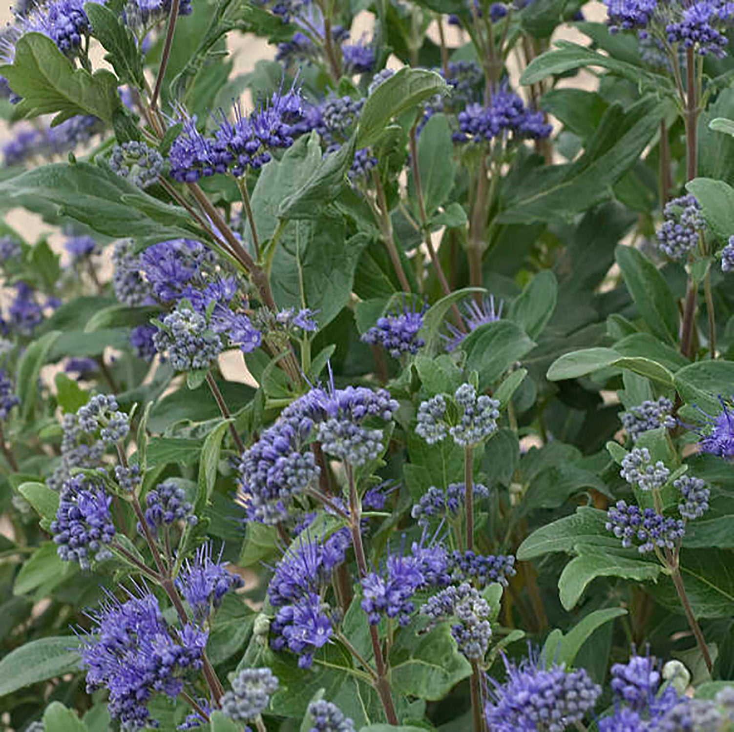 Blue Bluebeard