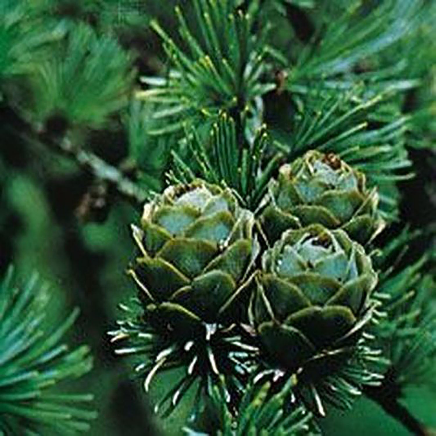 Tamarack Tree