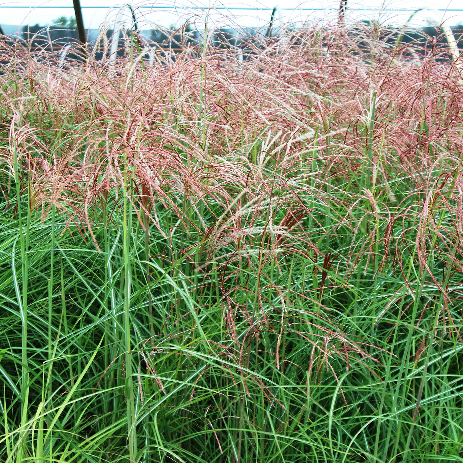Huron Sunrise Maiden Grass