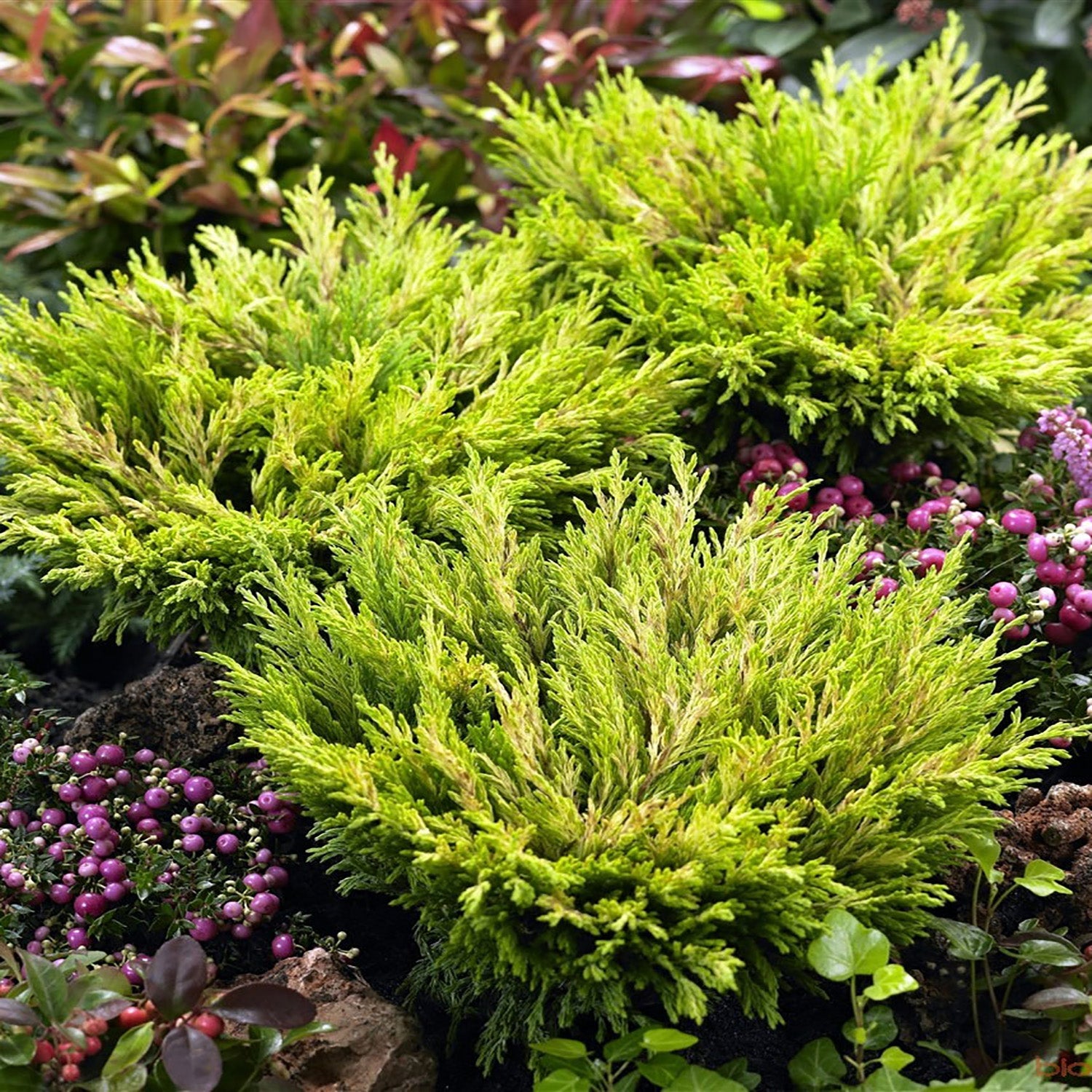 Limeglow Juniper
