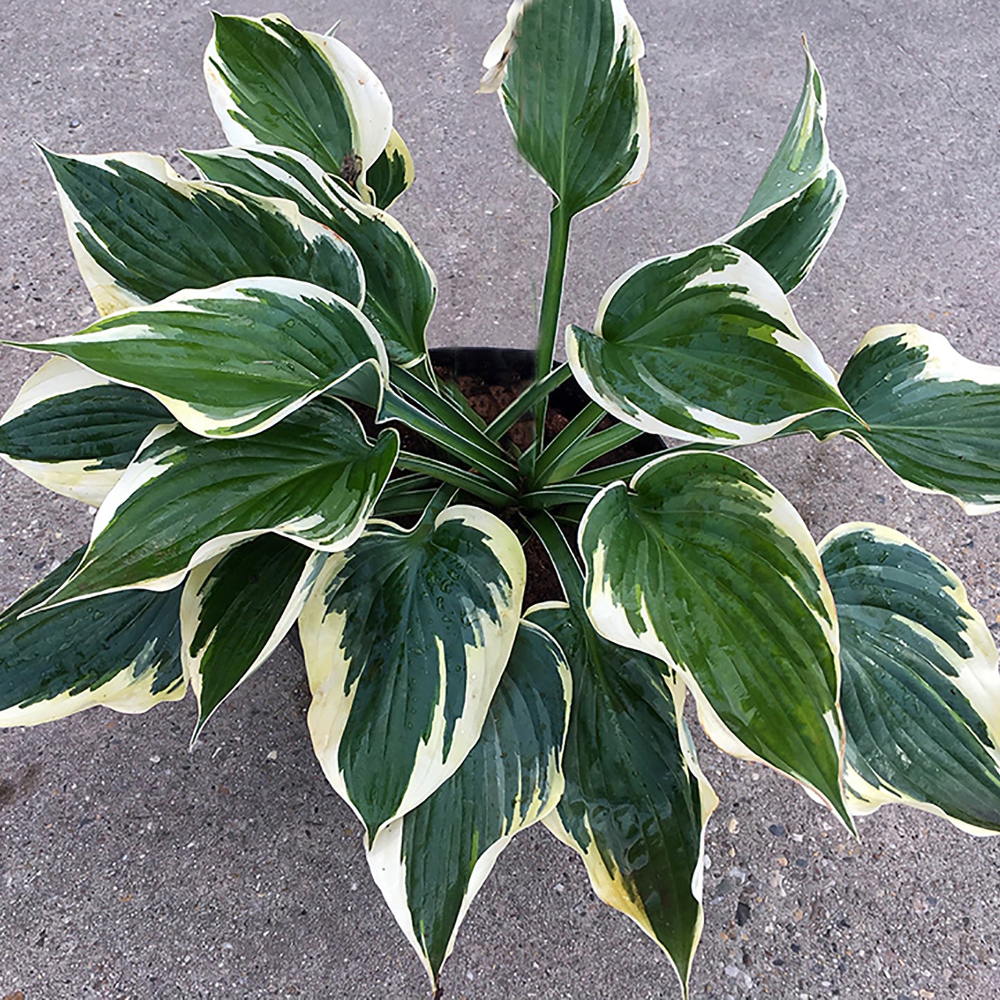 High-Class Plantain Lily