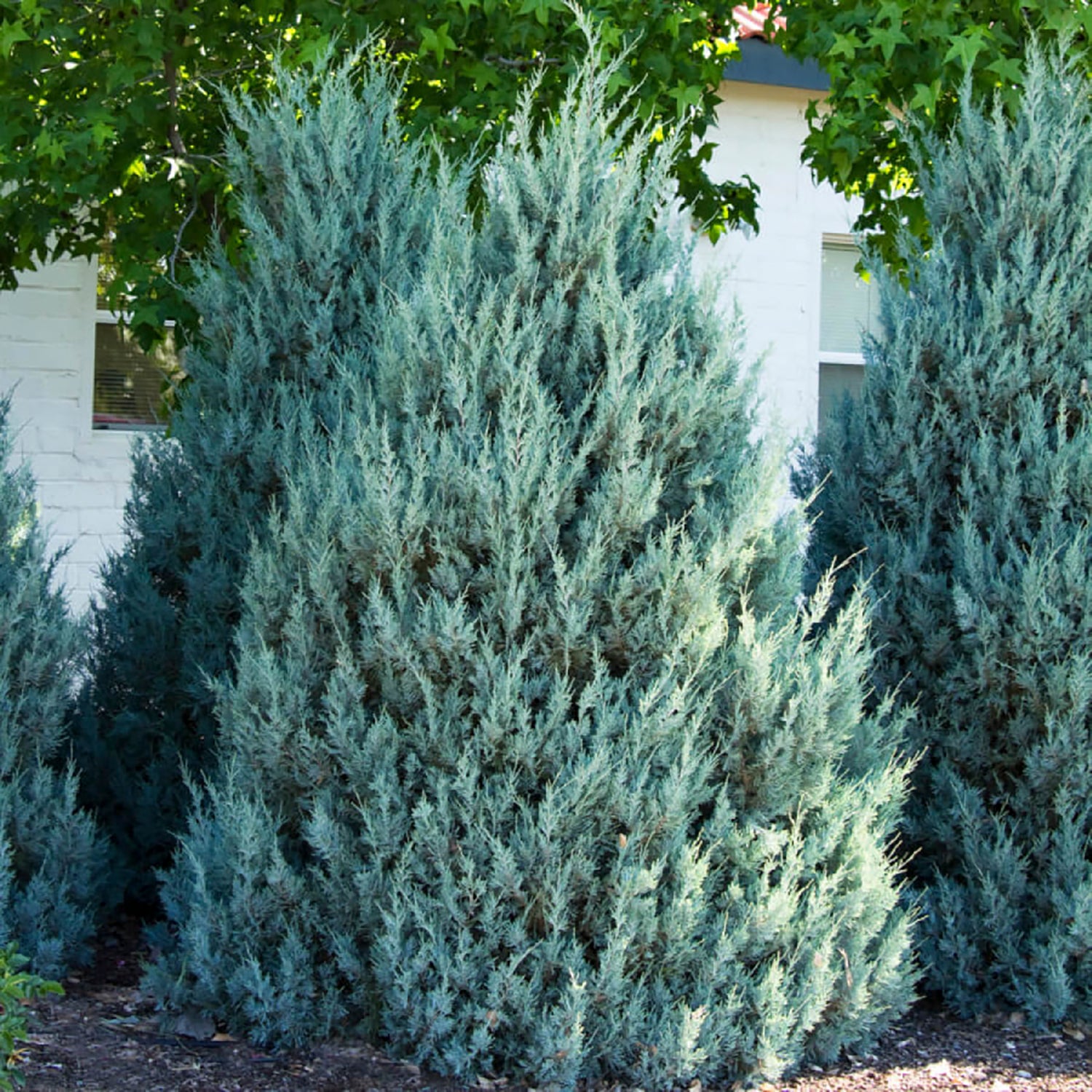 Moffat Blue Juniper