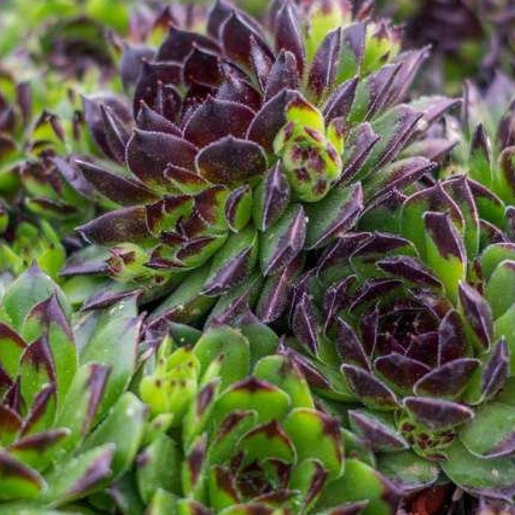 Reinhardt Hens and Chicks