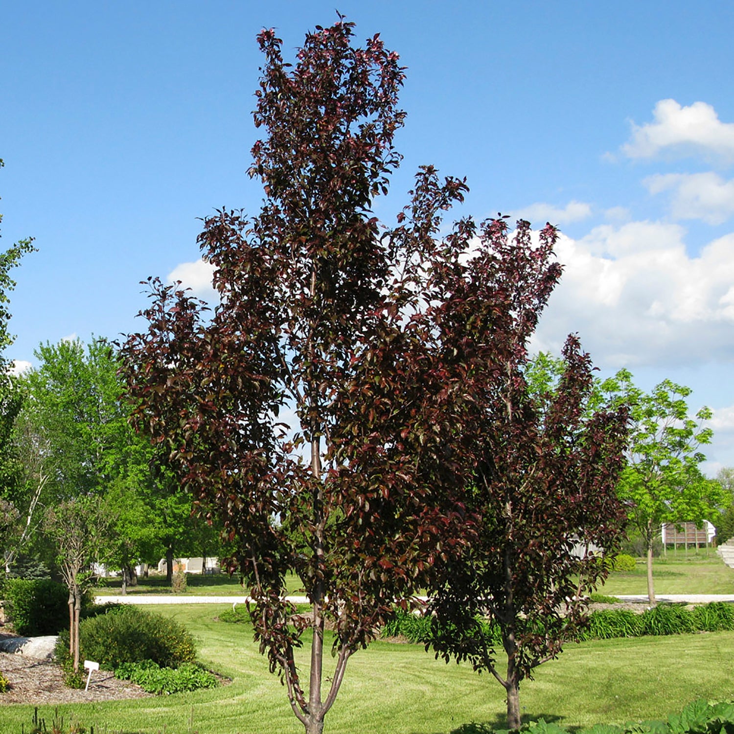 Gladiator® Crabapple