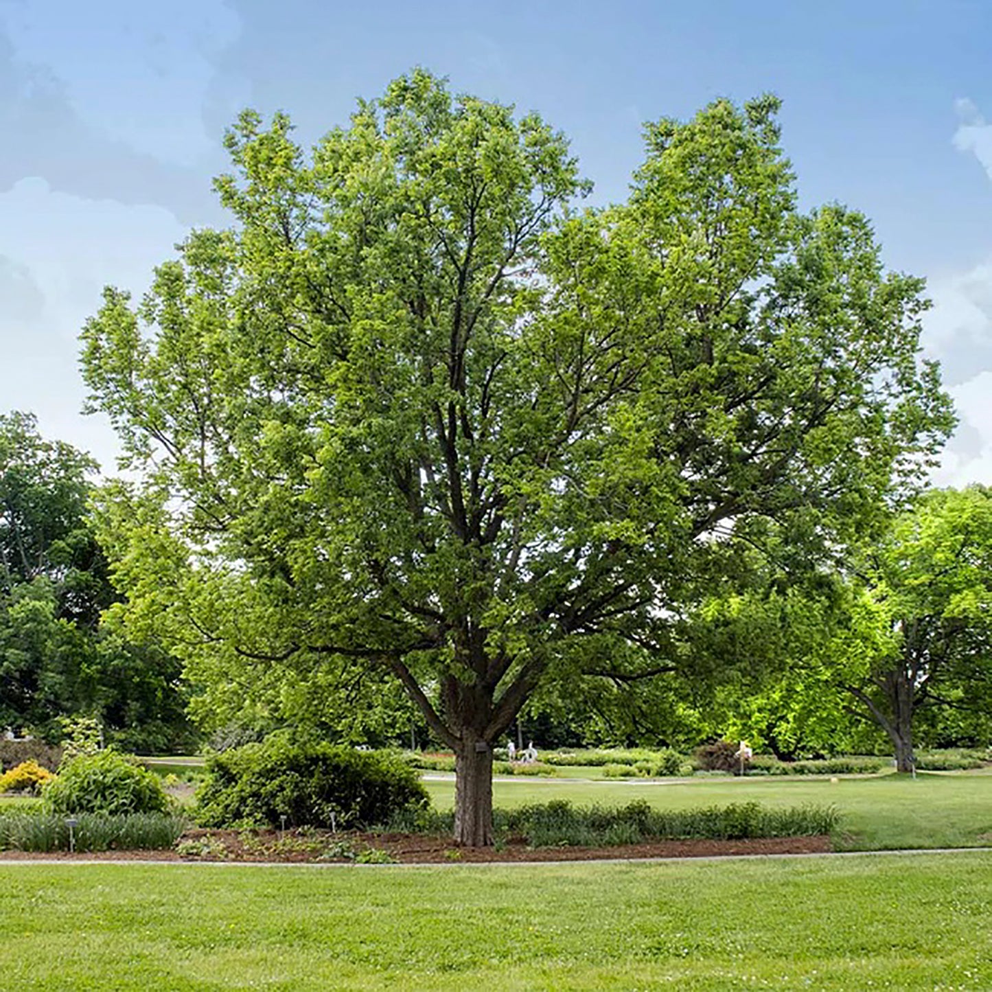 Common Hackberry
