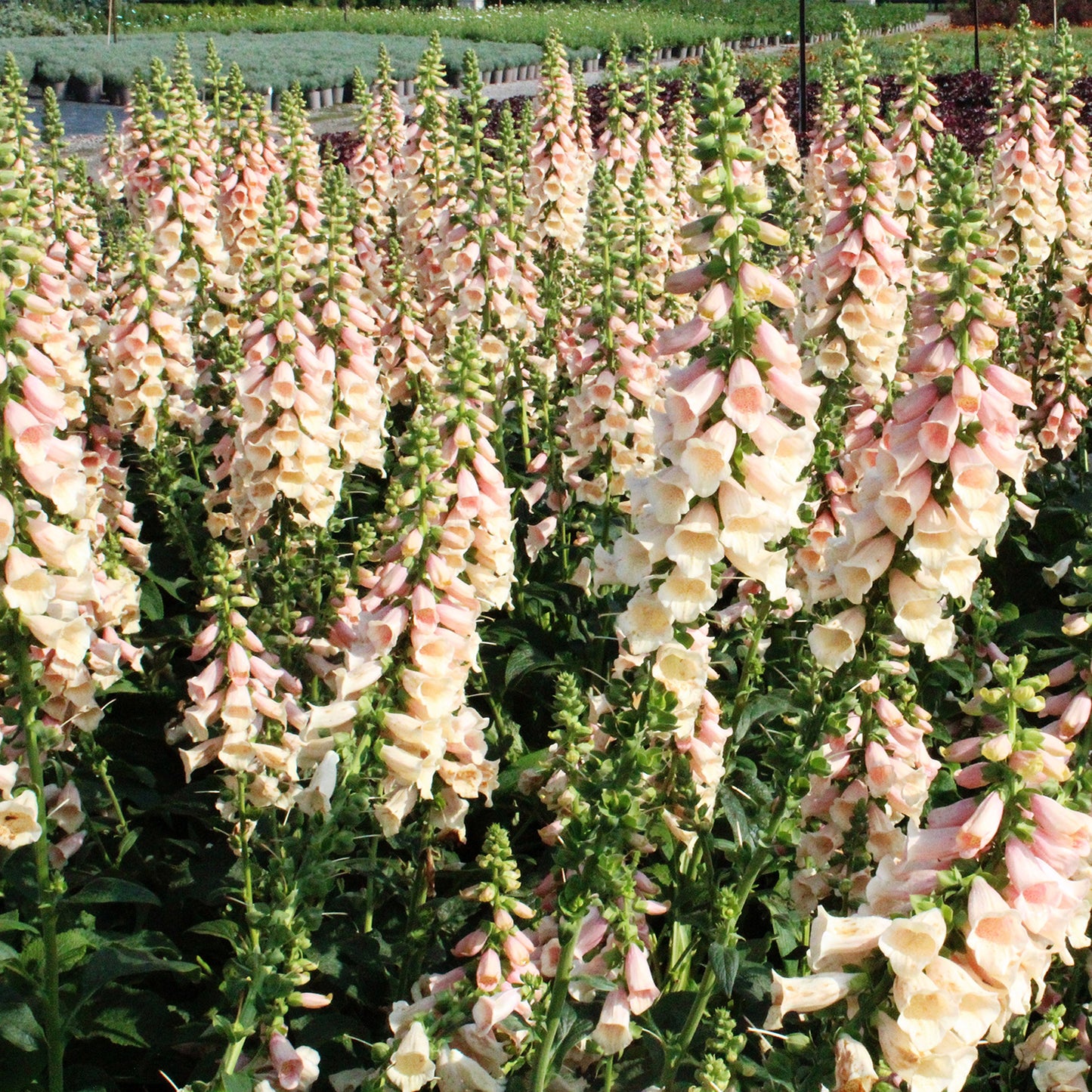 Dalmatian Peach Foxglove
