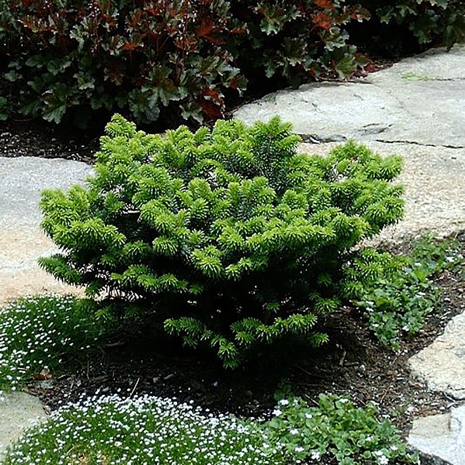 Dwarf Balsam Fir