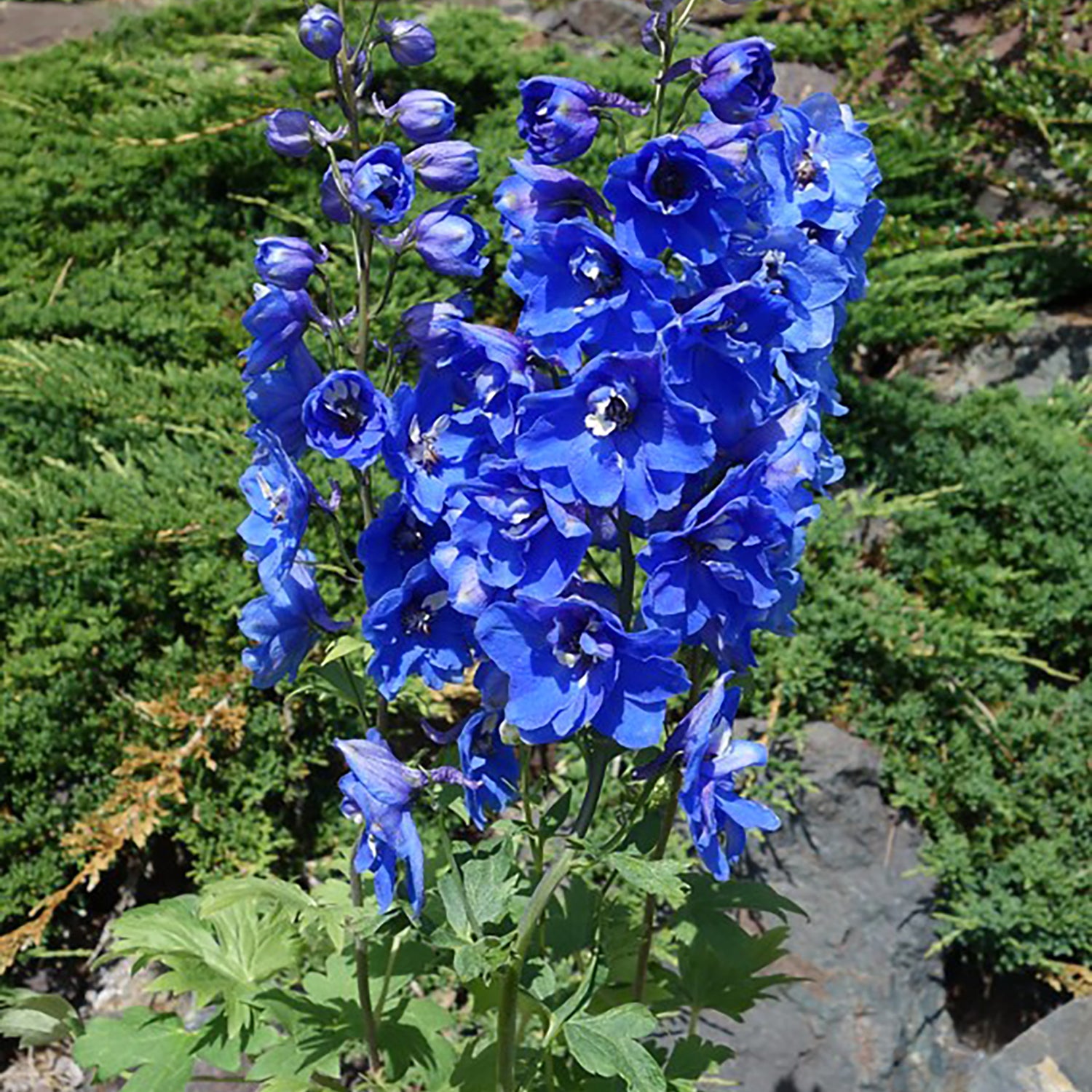 Blue Bird Larkspur