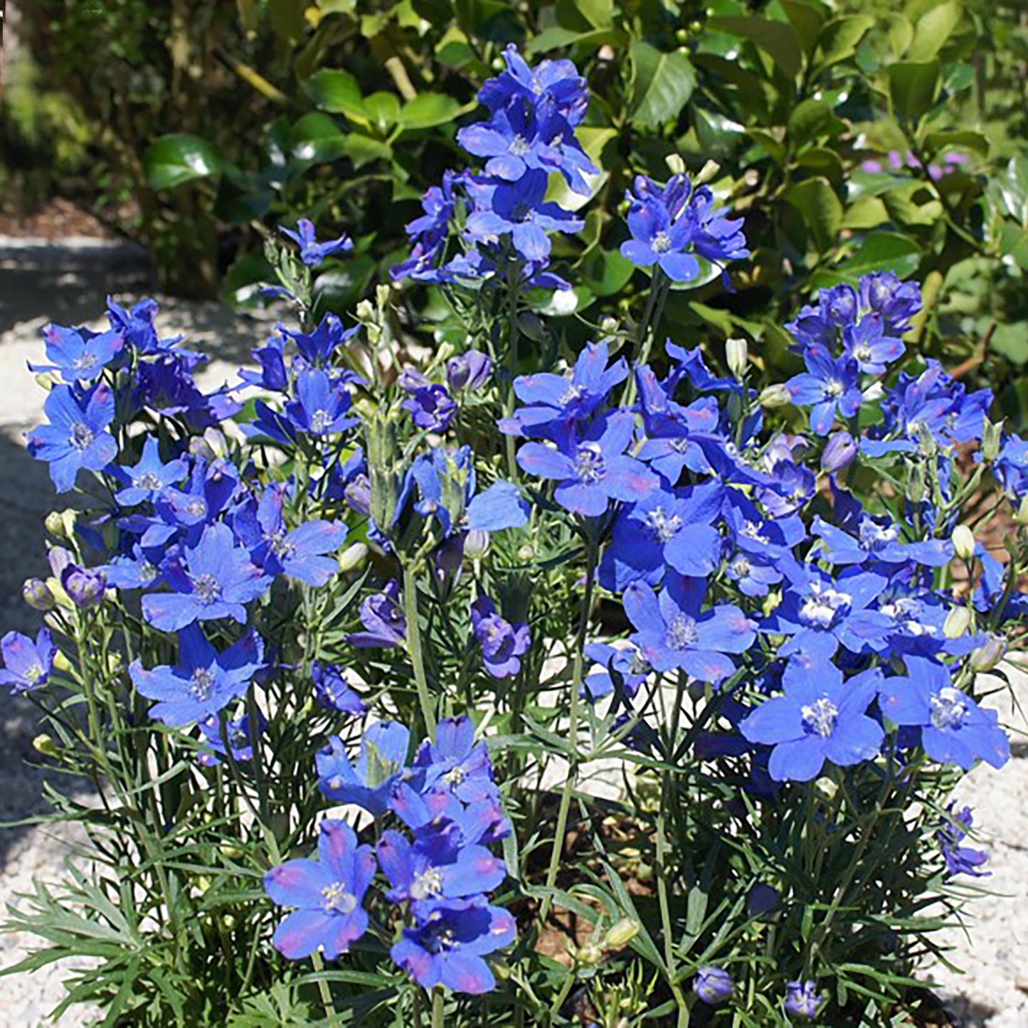 Blue Larkspur