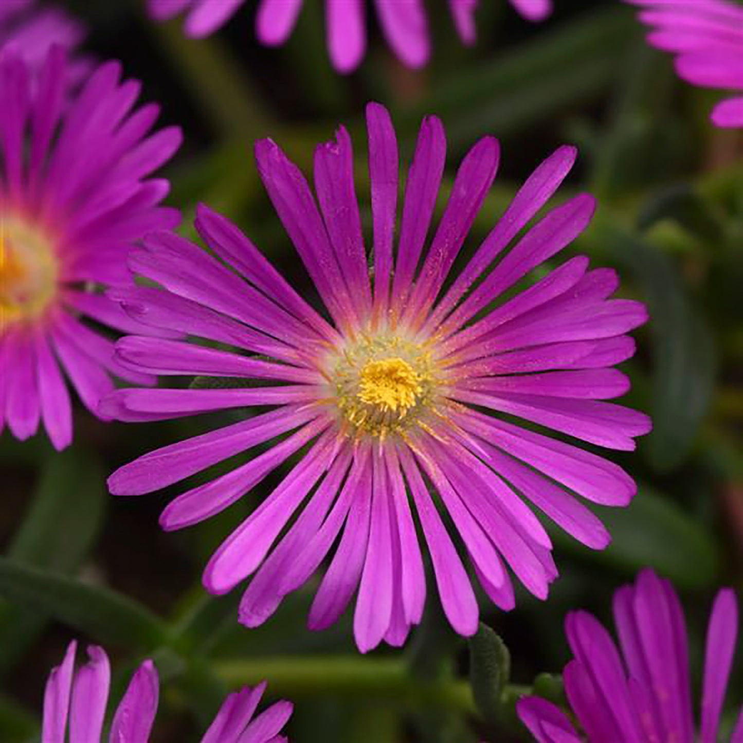 Violet Ice Plant