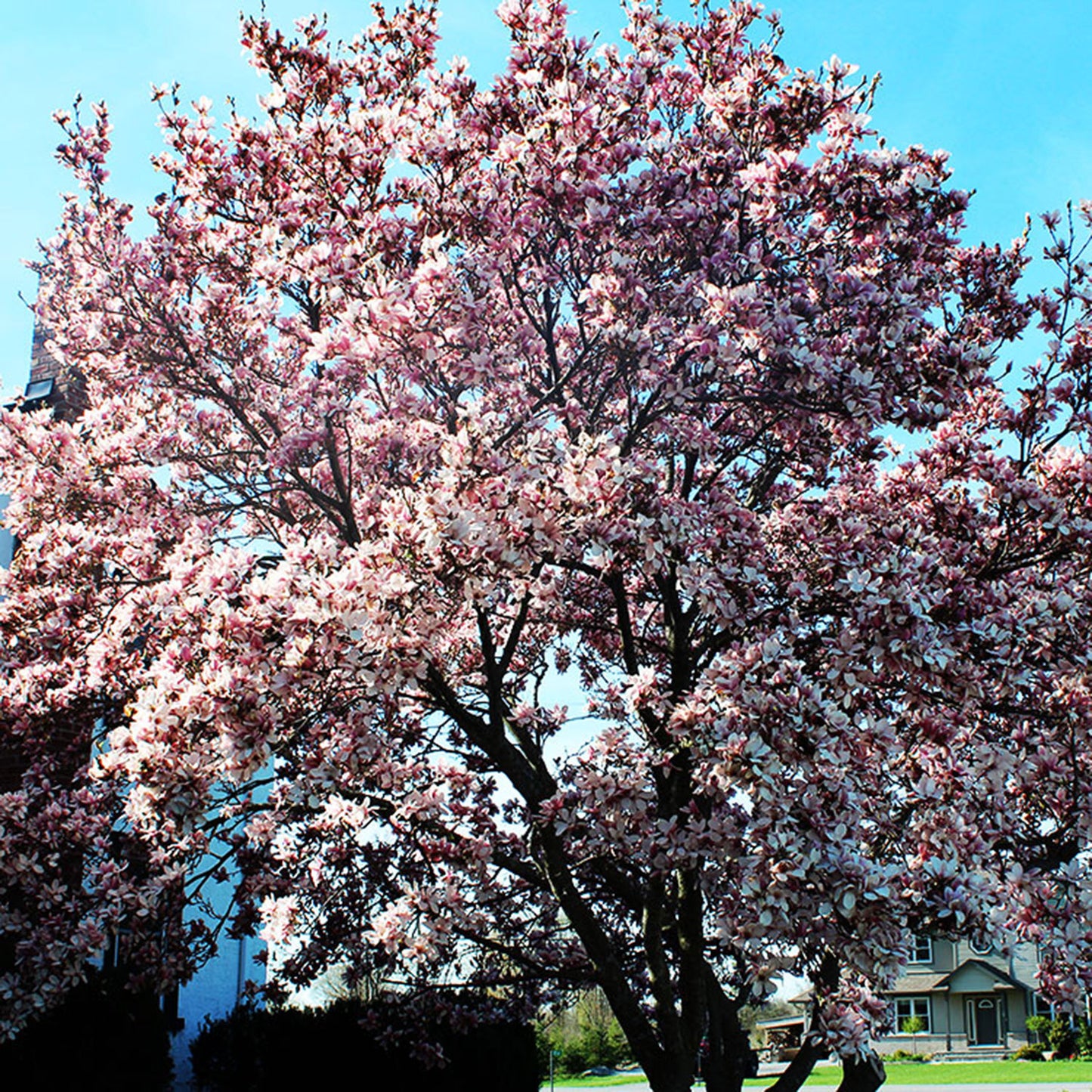 Alexandrina Saucer Magnolia