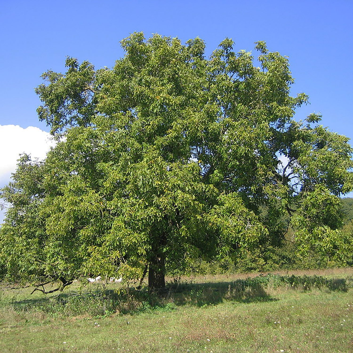 Black Walnut