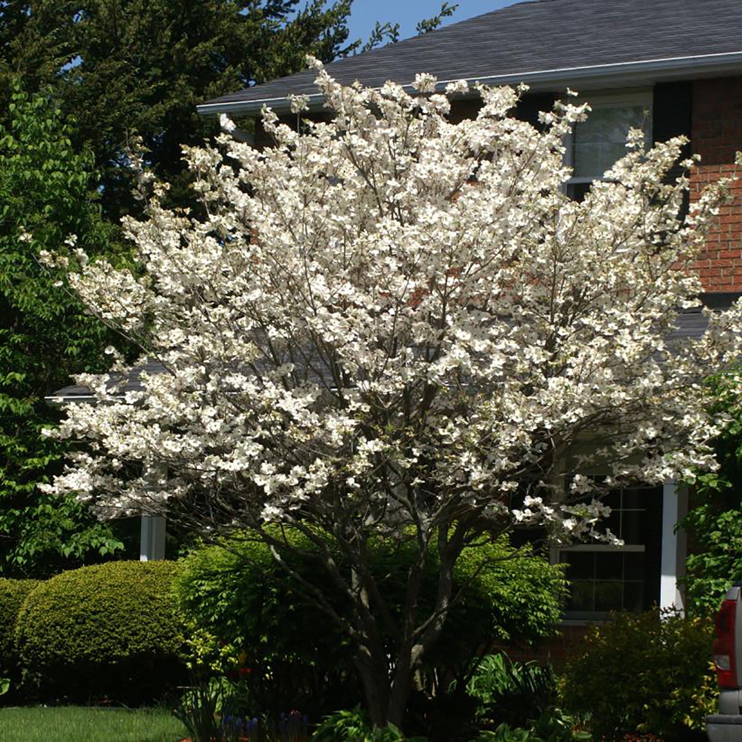 White Flowering Dogwood
