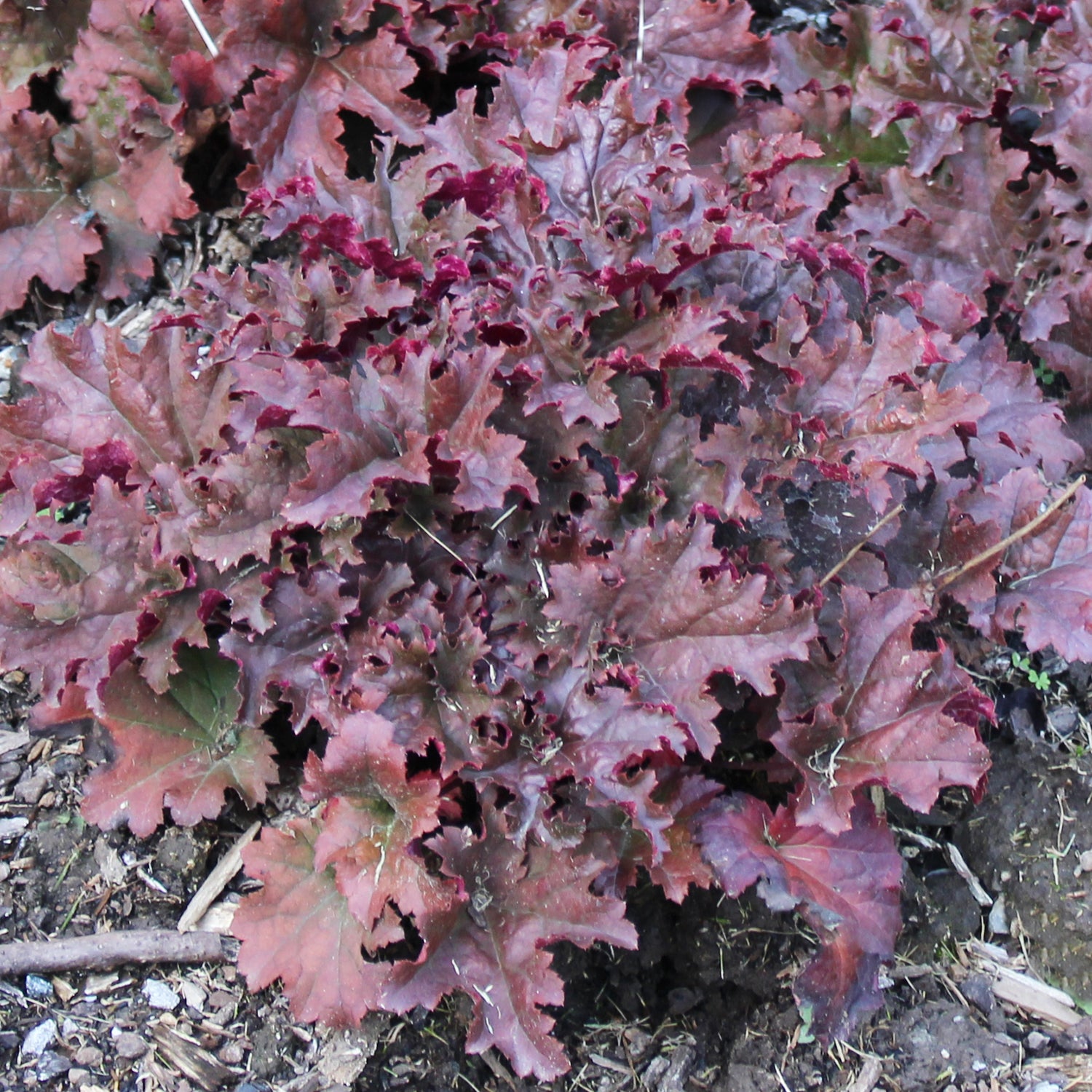 Berry Marmalade Coral Bells