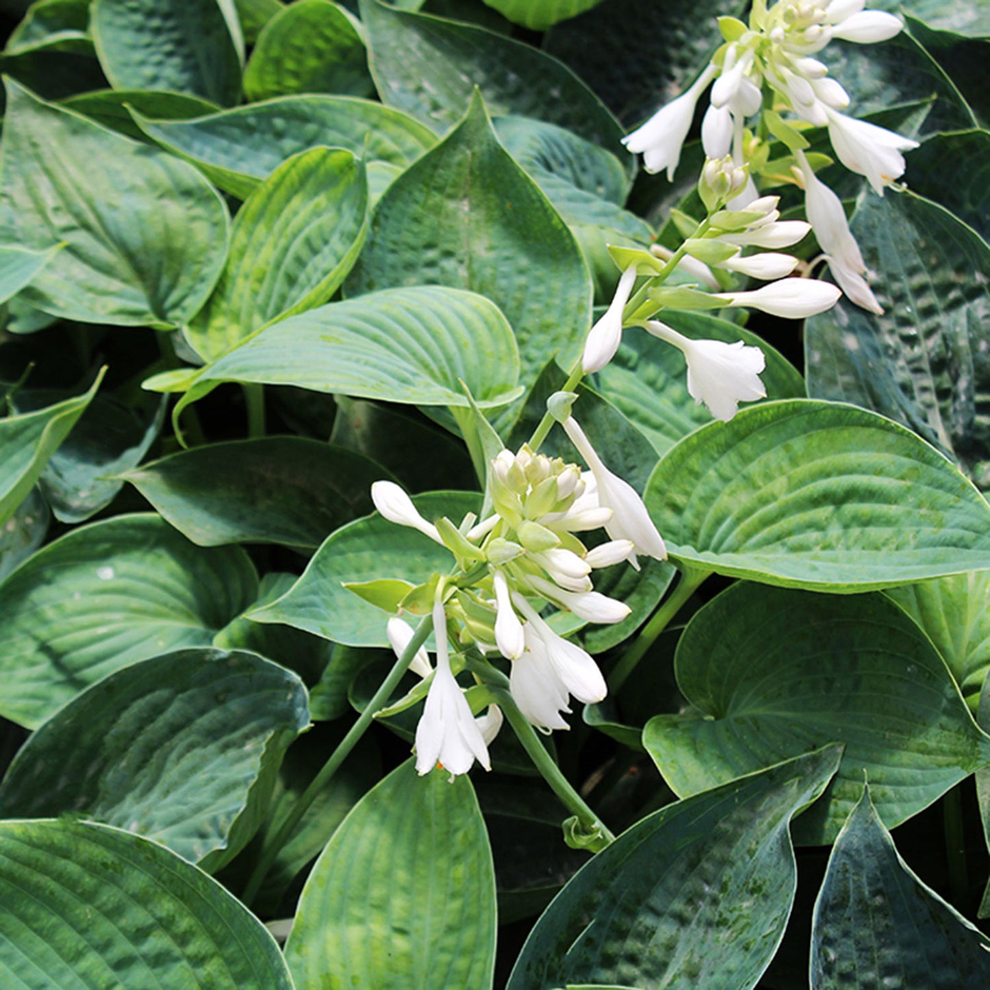 Abiqua Drinking Gourd Plantain Lily