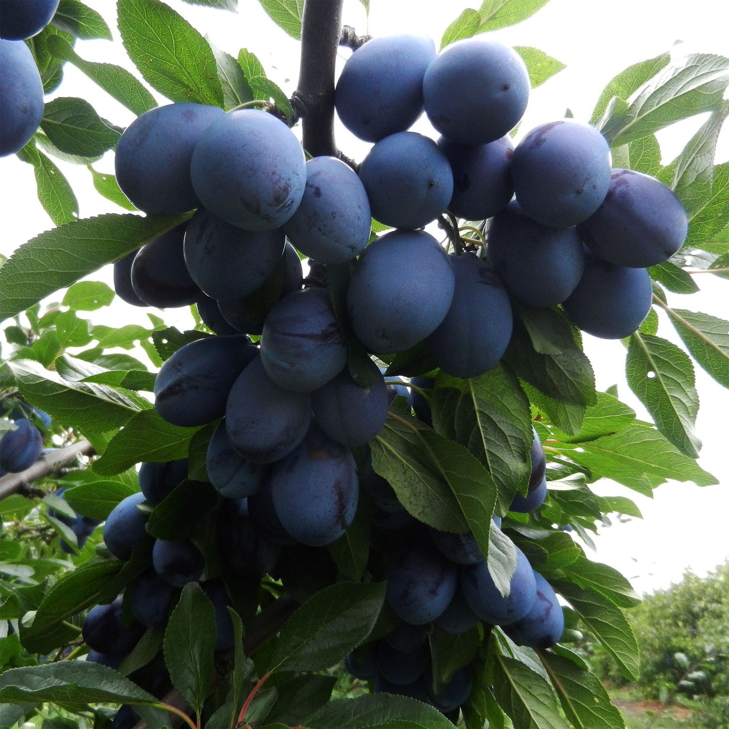 Early Italian European Plum Tree