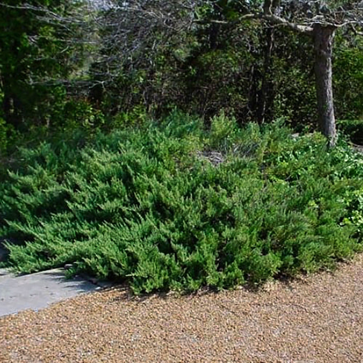Prince of Wales Juniper