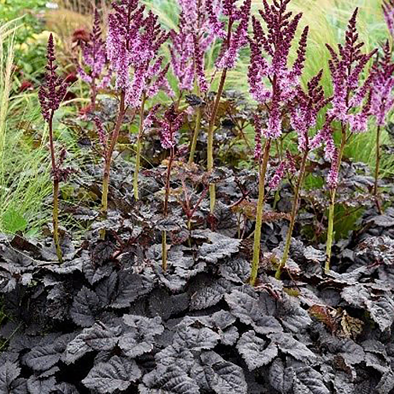 Dark Side of the Moon False Spirea