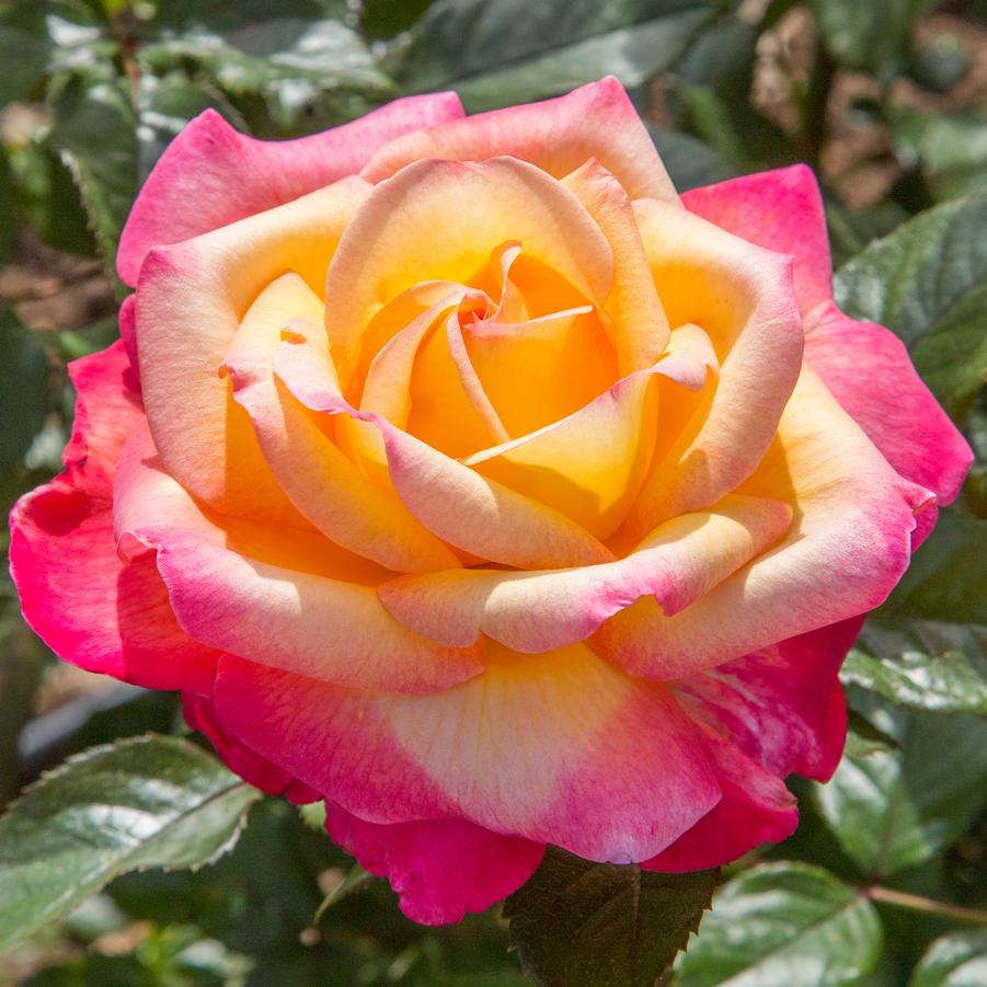Enchanted Peace™ Hybrid T Rose