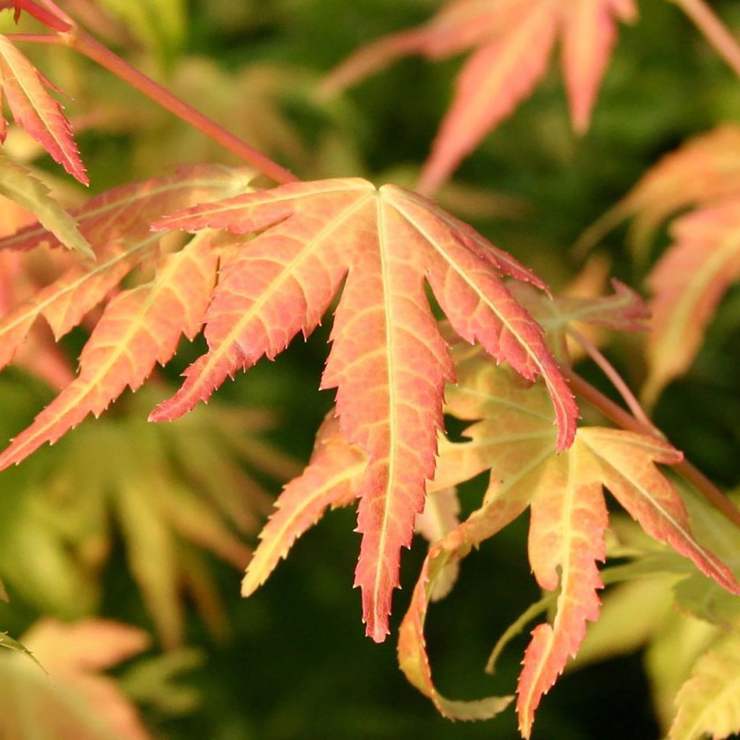 Orange Dream Japanese Maple