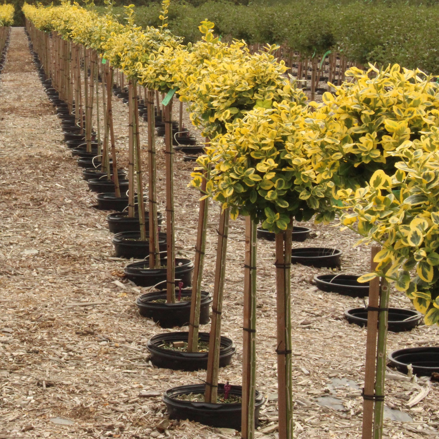 Sungold Euonymus