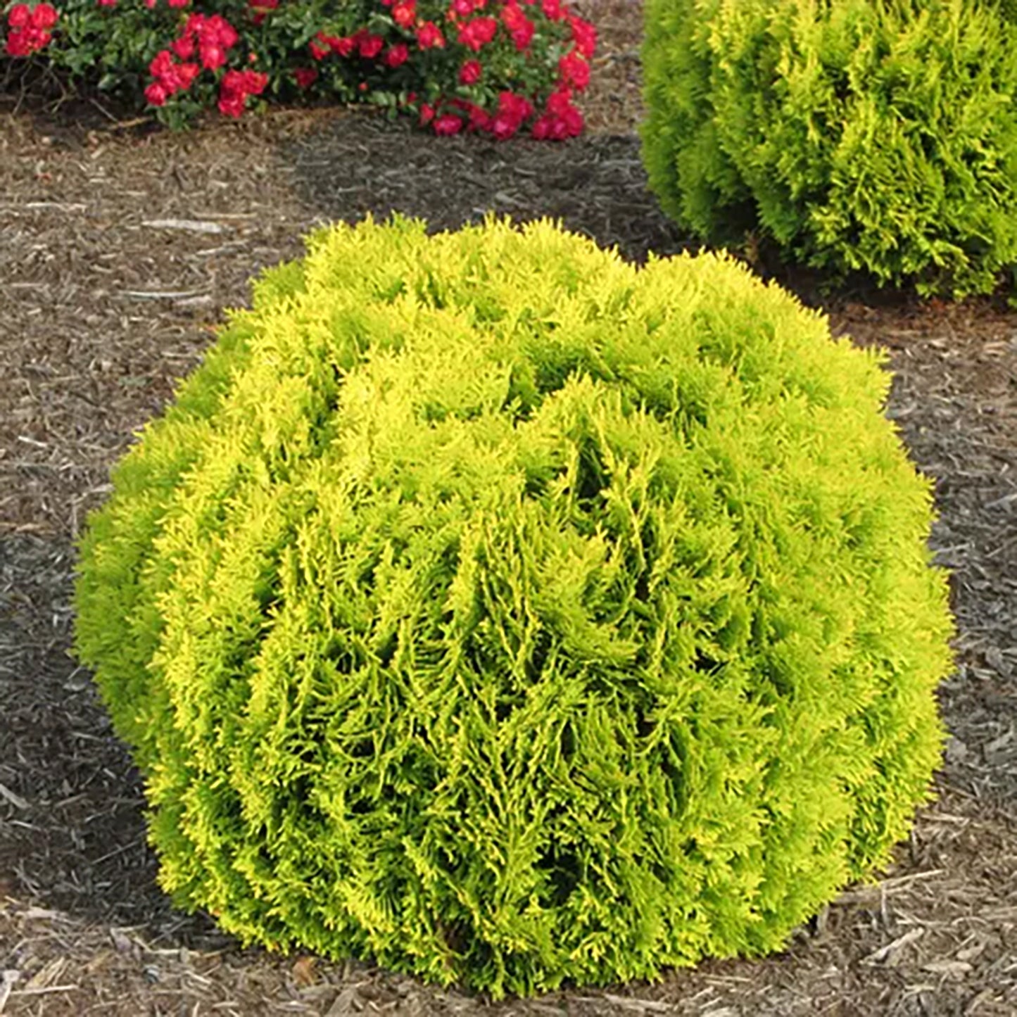 Anna's Magic Ball® Cedar