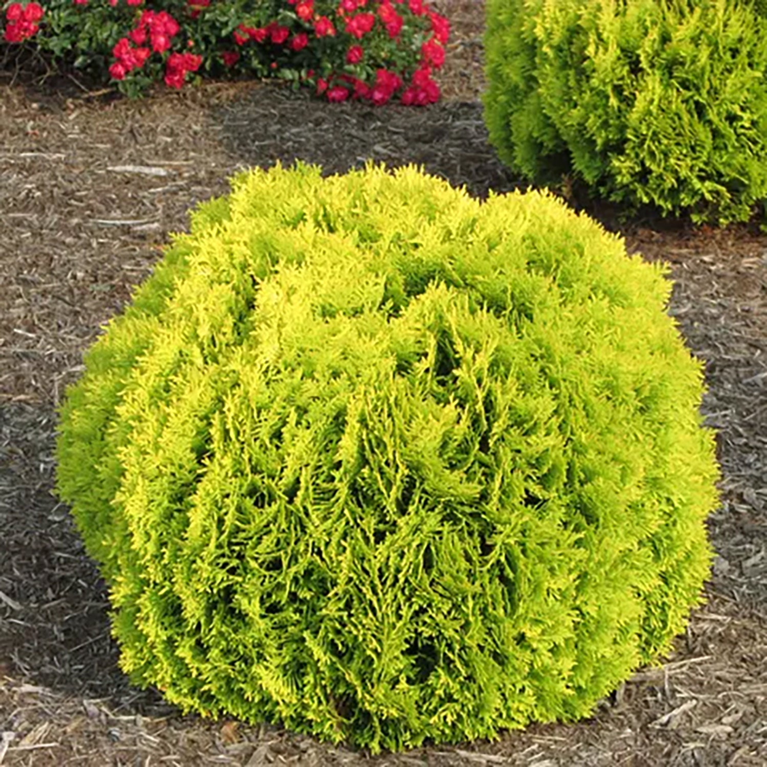 Anna's Magic Ball® Cedar