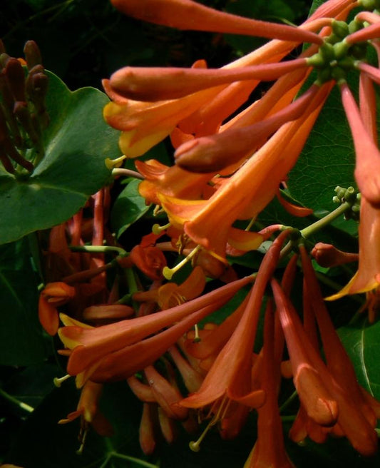 Dropmore Scarlet Honeysuckle