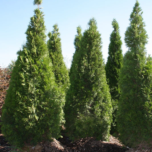 Emerald Cedar - Wire Basket - LandscapeDirect