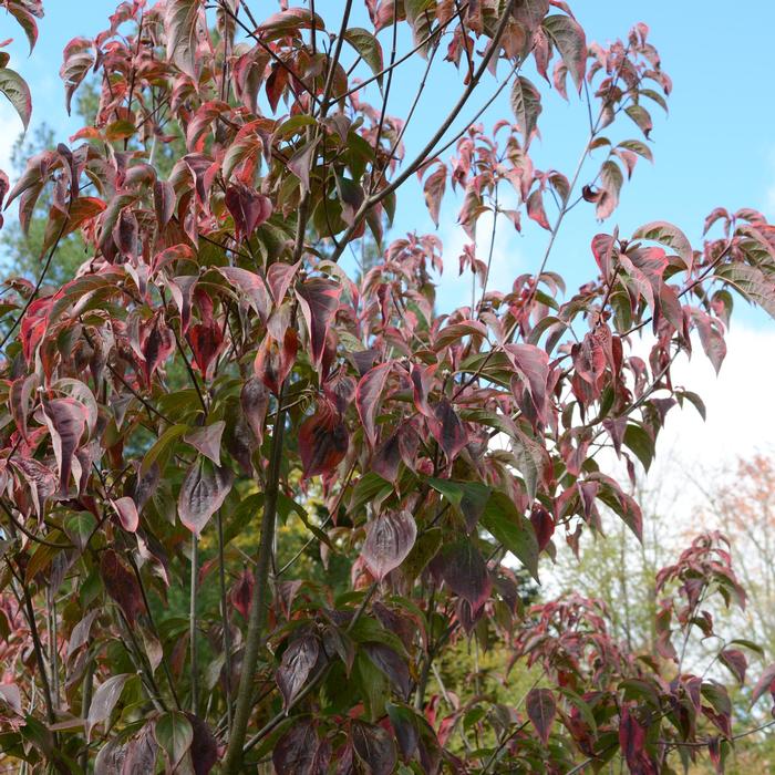 Flowering Dogwood