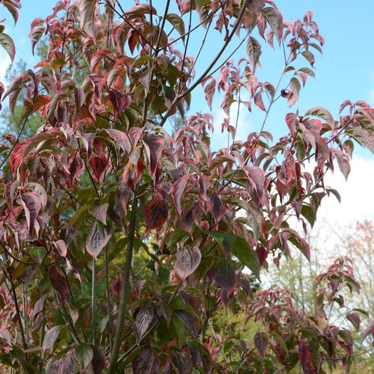 Flowering Dogwood