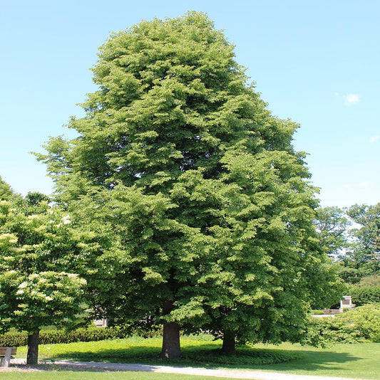 Glenleven Linden