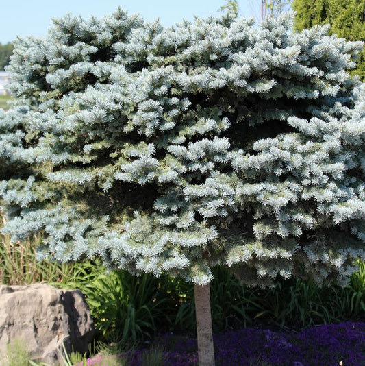 Globe Blue Spruce - Standard