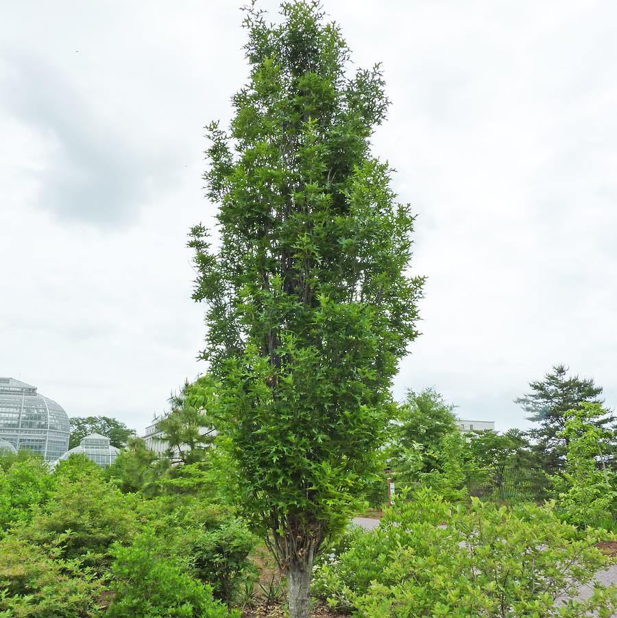 Green Pillar Pin Oak