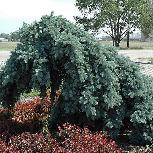 Ice Floe Weeping Blue Spruce