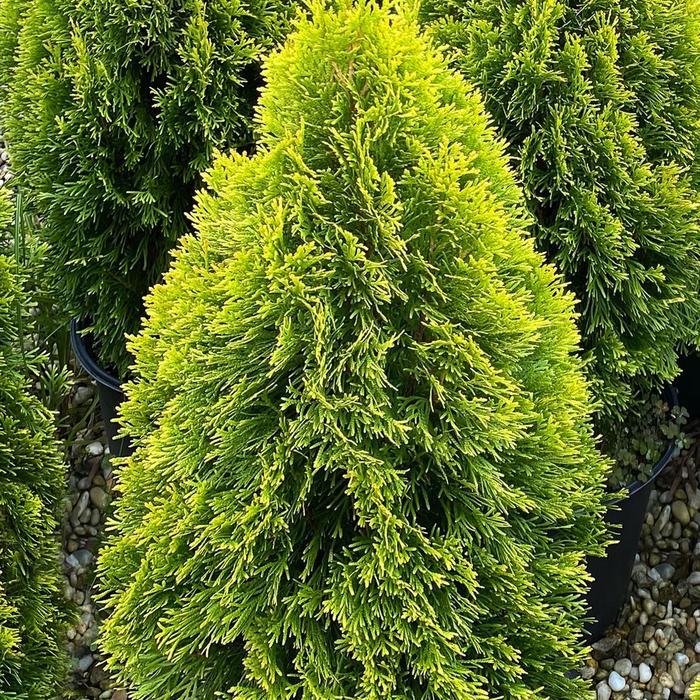Golden Smaragd Arborvitae