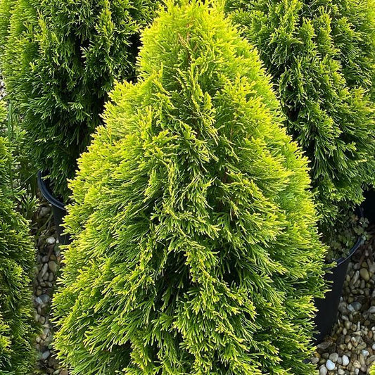 Golden Smaragd Arborvitae