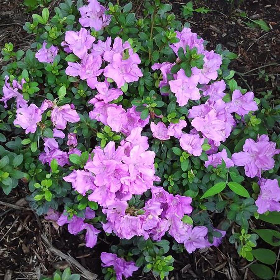Lilac Lights Azalea