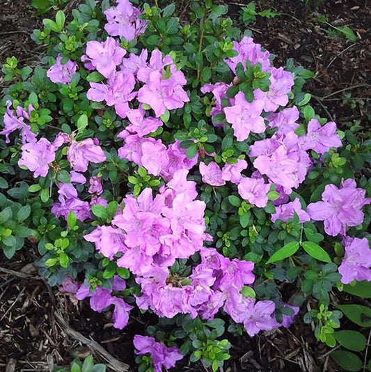 Lilac Lights Azalea