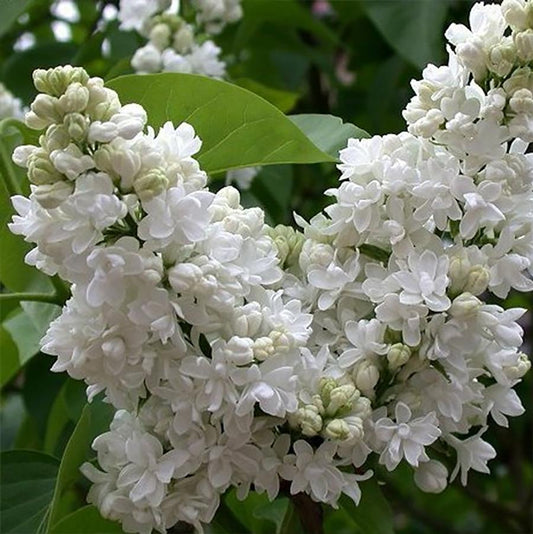 Madame Lemoine Lilac