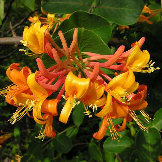 Mandarin Honeysuckle