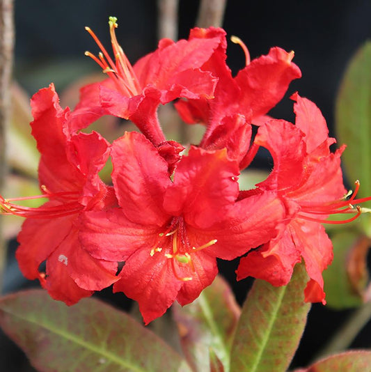 Molalla Red Azalea